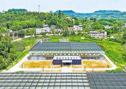 沉庆：数智赋能&nbsp;&nbsp;地皮结出“智慧果”