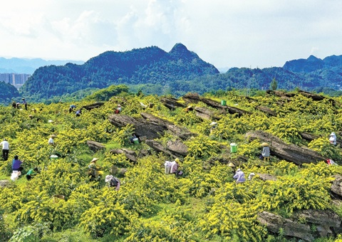 沉庆秀山：一朵山银花，开放19亿元综合产值